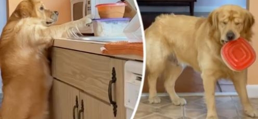 Le chien est surpris en flagrant délit en train de voler à manger dans la cuisine et montre sa gêne
